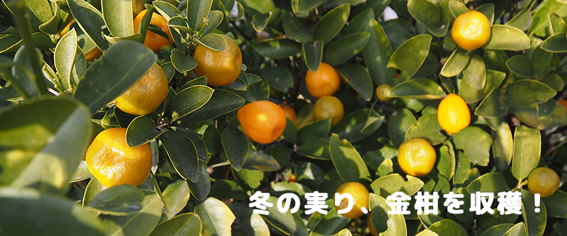 �~�̖��o�A���������n�I