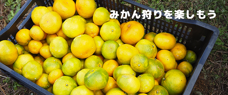 �݂�������y������